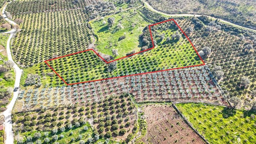 4.643 M² Mandarinengarten Zum Verkauf Im Dorf Payamlı, Seferihisar, İzmir
