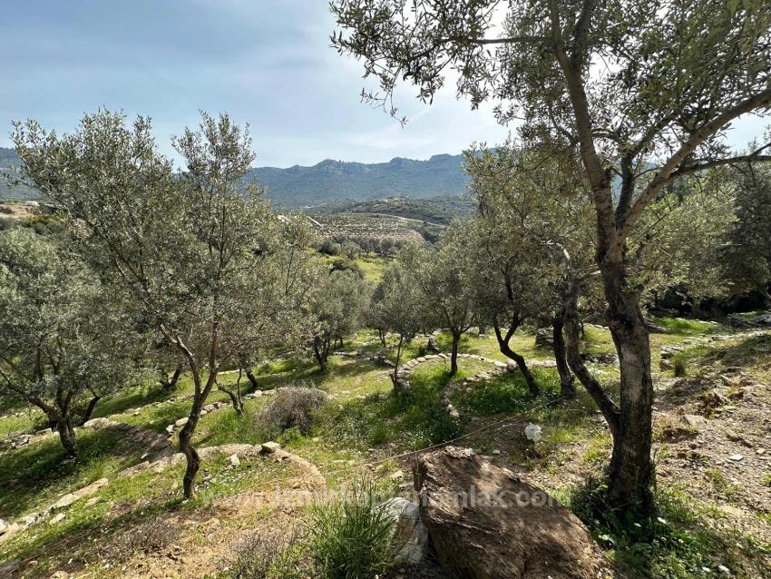 113 Olivenfelder Bestehend Aus Zwei Parzellen Von 12.177 M2 Zum Verkauf In Özdere