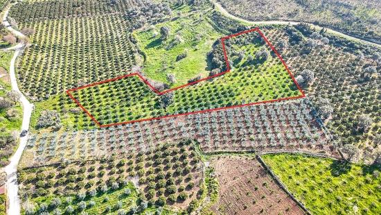 4.643 M² Mandarinengarten Zum Verkauf Im Dorf Payamlı, Seferihisar, İzmir