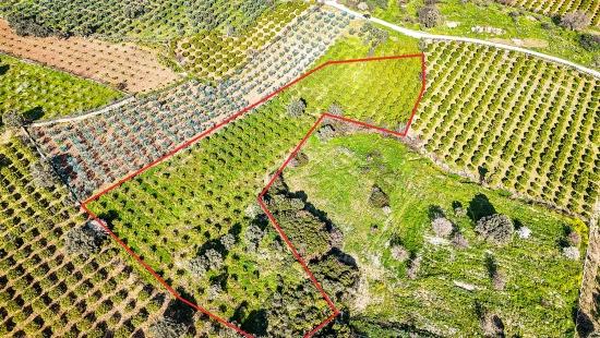 4.643 M² Mandarinengarten Zum Verkauf Im Dorf Payamlı, Seferihisar, İzmir