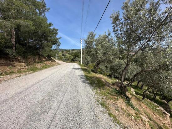 113 Olivenfelder Bestehend Aus Zwei Parzellen Von 12.177 M2 Zum Verkauf In Özdere