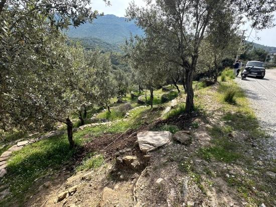 113 Olivenfelder Bestehend Aus Zwei Parzellen Von 12.177 M2 Zum Verkauf In Özdere