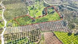 4.643 M² Mandarinengarten Zum Verkauf Im Dorf Payamlı, Seferihisar, İzmir