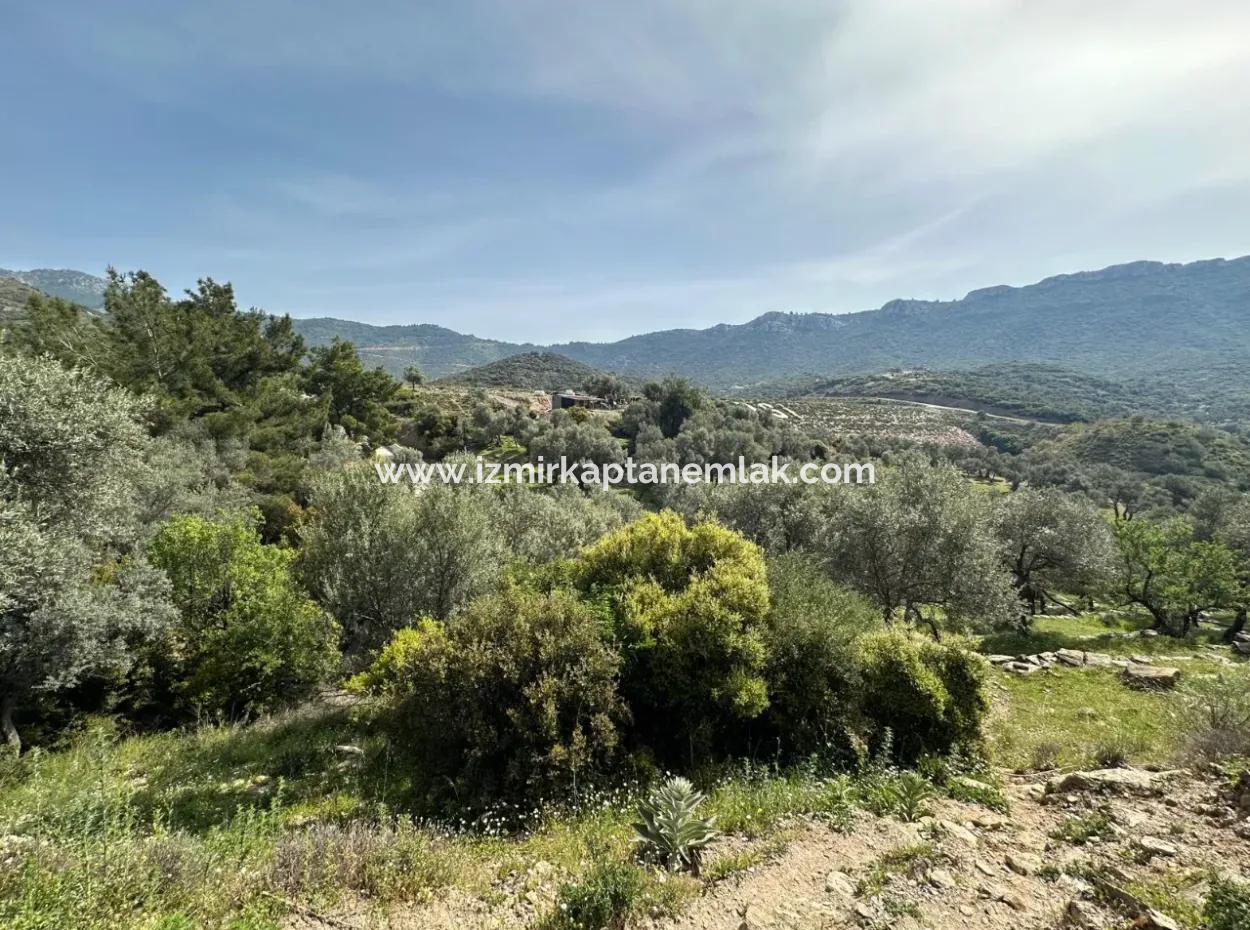 Özdere 12177 M2 Bestehend Aus 113 Parzellen Mit Olivenbäumen Zum Verkauf