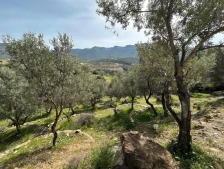 12177 M2 Olivenbaumfeld Zu Verkaufen In Izmir Menderes Özderede