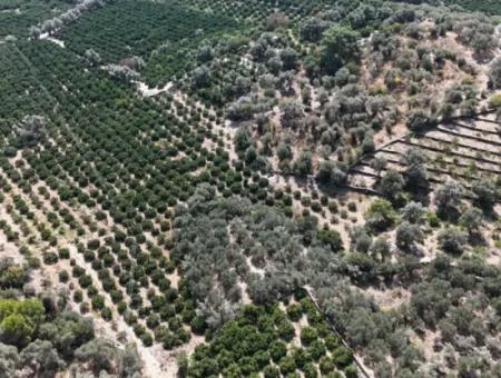 Strom- Und Wasserstraße Verfügbar In Özdere 11.450M² Feld Zu Verkaufen