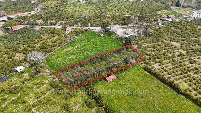 2.155M² Citrus Garden For Sale In Izmir Seferihisar Sığacık District