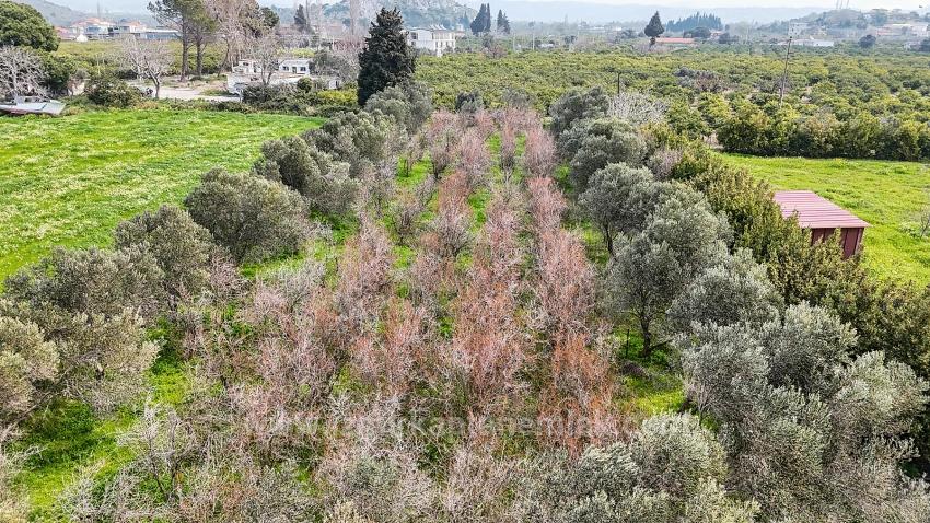 2.155M² Citrus Garden For Sale In Izmir Seferihisar Sığacık District