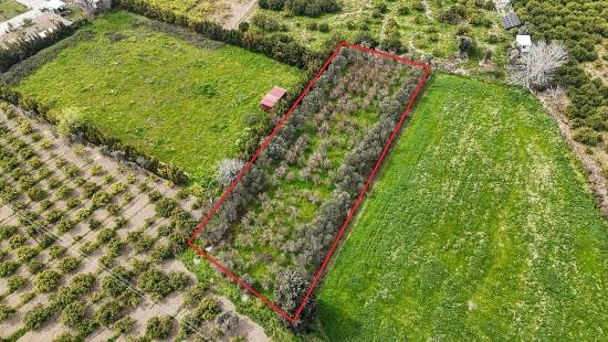 2.155m² Citrus Garden For Sale In Izmir Seferihisar Sığacık District