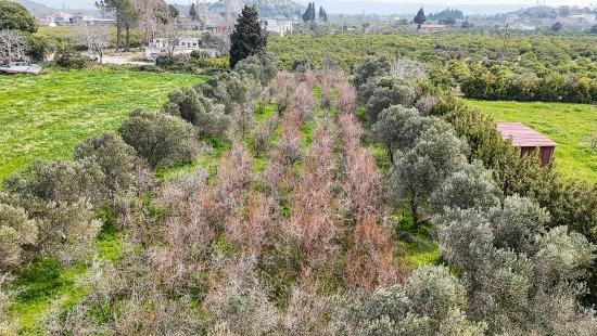 2.155m² Citrus Garden For Sale In Izmir Seferihisar Sığacık District