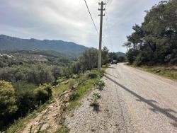 Field For Sale in Özdere Cumhuriyet Nbh. Menderes Özdere - Olive Zoned - 12.177 m²