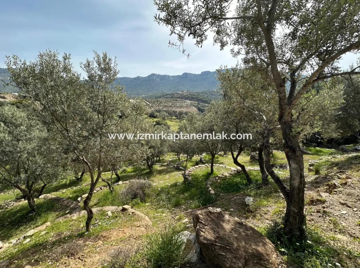 Özdere 12177 M2 Consisting Of 113 Parcels Of Land With Olive Trees For Sale