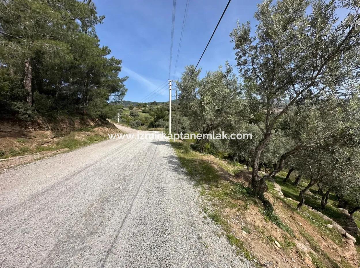 Özdere 12177 M2 Consisting Of 113 Parcels Of Land With Olive Trees For Sale