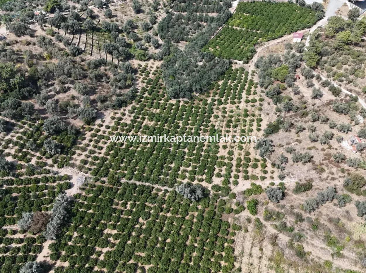 Electricity And Water Road Available In Özdere 11.450M² Field For Sale