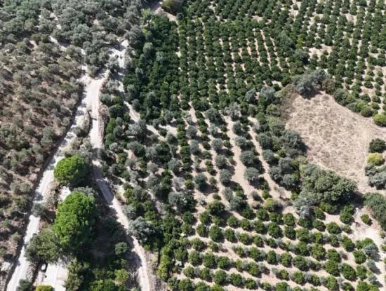 7928 M² Electricity, Water, Road Available Field For Sale In Özdere