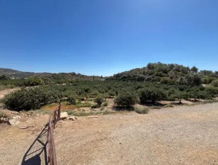 100 M Corner Parcel To The Beach In Özdere 9.727M² Field For Sale With Single Title Deed