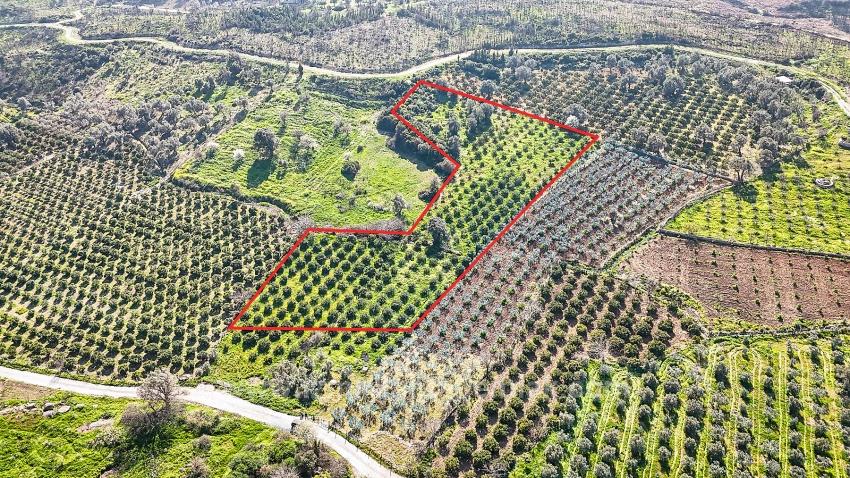 Мандариновый Сад Площадью 4 643 М² На Продажу В Деревне Паямлы, Чеферихисар, Измир