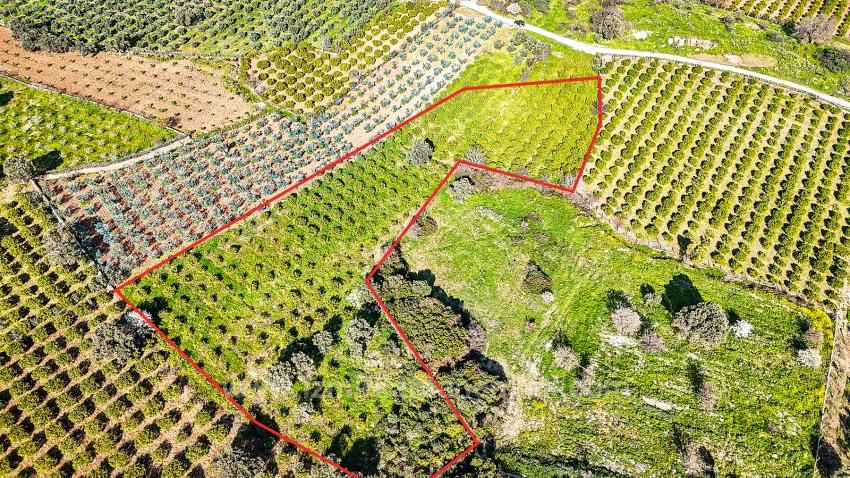 Мандариновый Сад Площадью 4 643 М² На Продажу В Деревне Паямлы, Чеферихисар, Измир