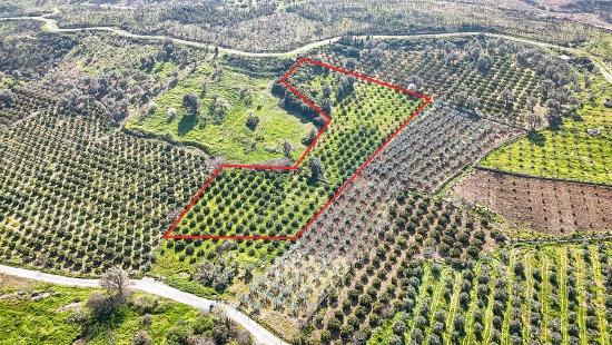 Мандариновый Сад Площадью 4 643 М² На Продажу В Деревне Паямлы, Чеферихисар, Измир