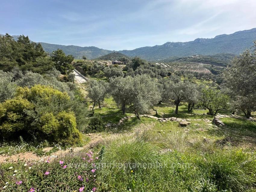 Özdere'de12177 M2 İki Parselden Oluşan 113 Adet Zeytinli Tarla Satılık