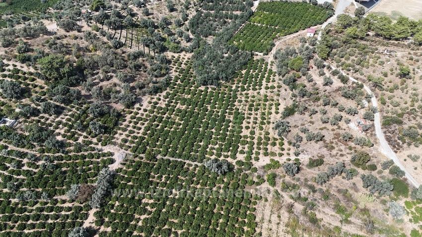 Menderes Özdere'de Elektrik Su Yol Mevcut 11.450M² Satılık Tarla Tarlasatılık