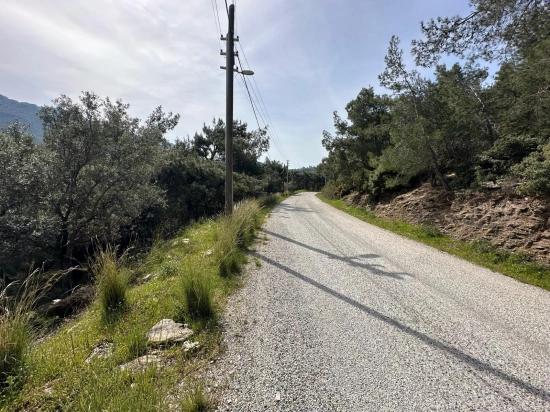 Özdere'de12177 M2 İki Parselden Oluşan 113 Adet Zeytinli Tarla Satılık