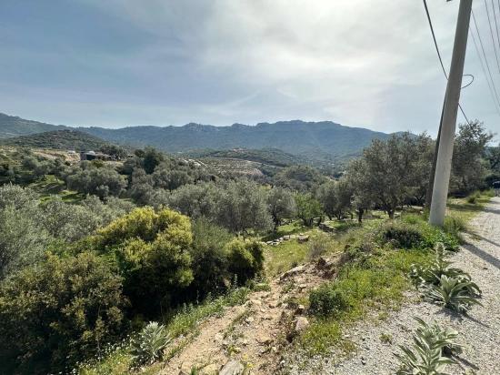 Özdere'de12177 M2 İki Parselden Oluşan 113 Adet Zeytinli Tarla Satılık