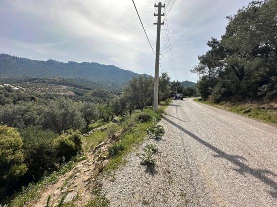 Özdere'de12177 M2 İki Parselden Oluşan 113 Adet Zeytinli Tarla Satılık