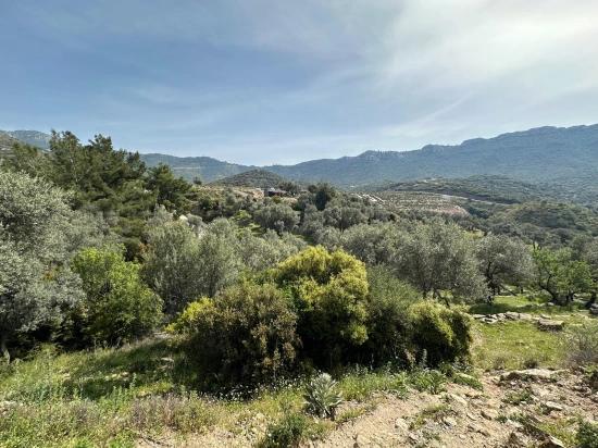 Özdere'de12177 M2 İki Parselden Oluşan 113 Adet Zeytinli Tarla Satılık