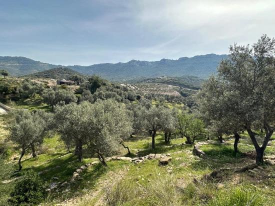 Özdere'de12177 M2 İki Parselden Oluşan 113 Adet Zeytinli Tarla Satılık
