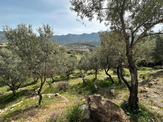 Özdere'de12177 M2 İki Parselden Oluşan 113 Adet Zeytinli Tarla Satılık