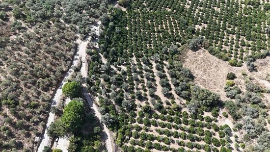 Menderes Özdere'de 7928 M² Elektrik Su Yol Mevcut Satılık Tarla