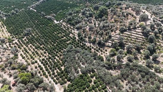 Menderes Özdere'de Elektrik Su Yol Mevcut 11.450m² Satılık Tarla Tarlasatılık