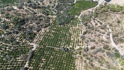 Menderes Özdere'de Elektrik Su Yol Mevcut 11.450M² Satılık Tarla Tarlasatılık