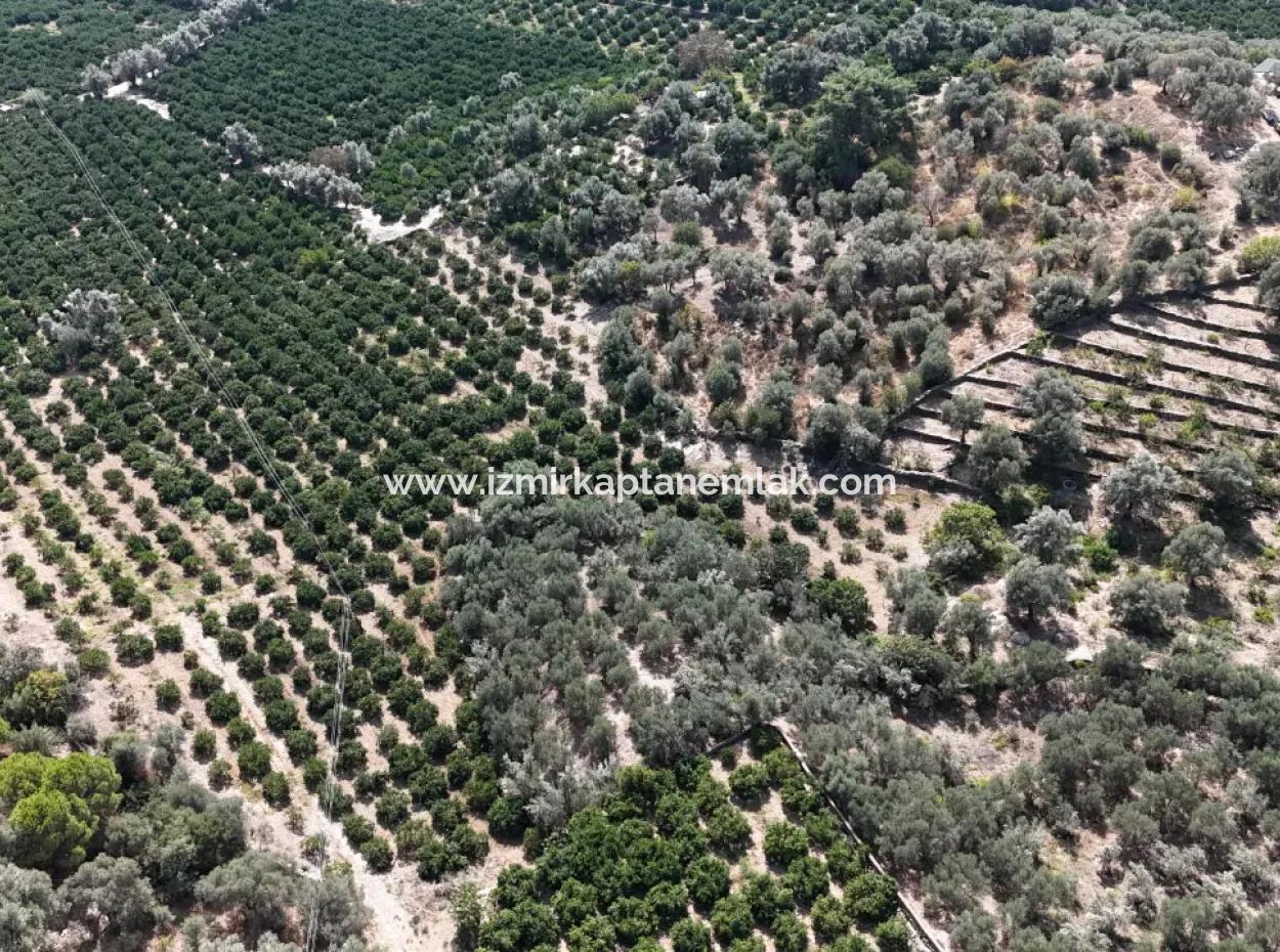 Özdere De Elektrik Su Yol Mevcut 11.450M² Satılık Tarla