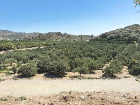 Özdere De Plaja 100 M Köşe Parsel Tek Tapulu 9.727M² Satılık Tarla
