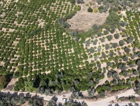 Özdere De 7928 M² Elektrik Su Yol Mevcut Satılık Tarla