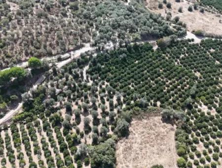 Özdere De 7928 M² Elektrik Su Yol Mevcut Satılık Tarla