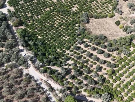 Özdere De 7928 M² Elektrik Su Yol Mevcut Satılık Tarla