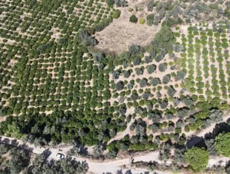 Özdere De 7928 M² Elektrik Su Yol Mevcut Satılık Tarla