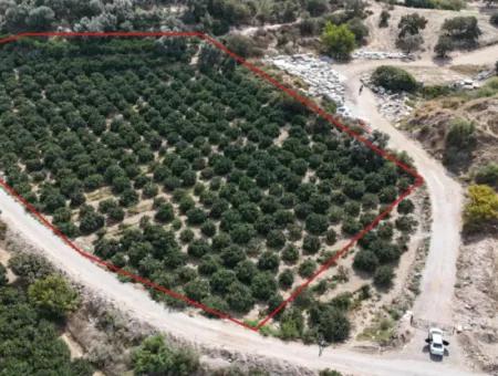 Özdere De Plaja 100 M Köşe Parsel Tek Tapulu 9.727M² Satılık Tarla