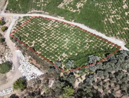 Özdere De Plaja 100 M Köşe Parsel Tek Tapulu 9.727M² Satılık Tarla