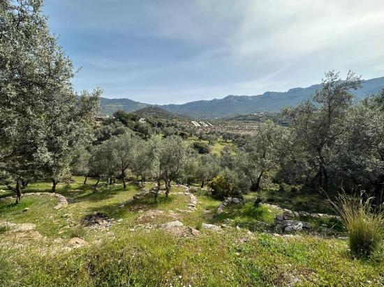 Özdere'de12177 M2 İki Parselden Oluşan 113 Adet Zeytinli Tarla Satılık